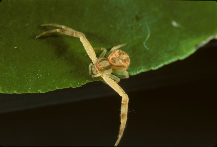 Mecaphesa asperata immature female