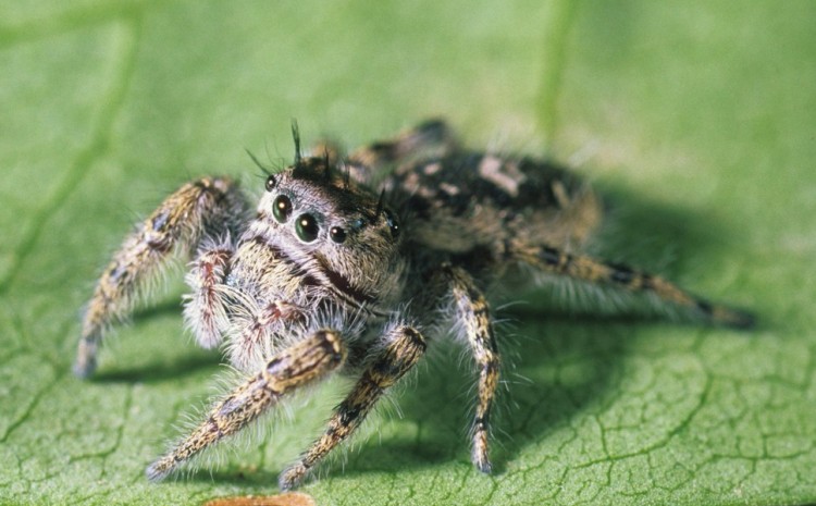 Phidippus putnami female