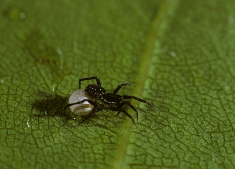 Piratula minuta female with egg case