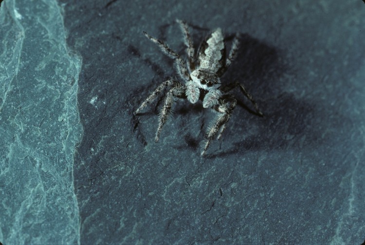 Platycryptus undata female