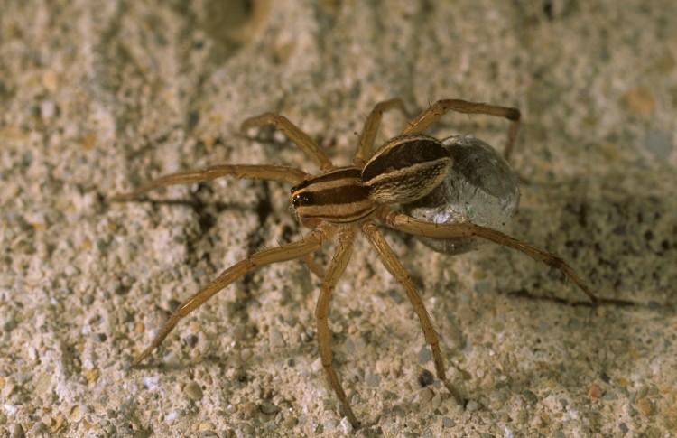 Rabidosa rabida female with eggs