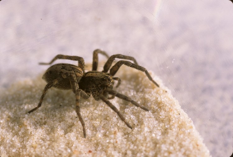 Schizocosa avida subadult female