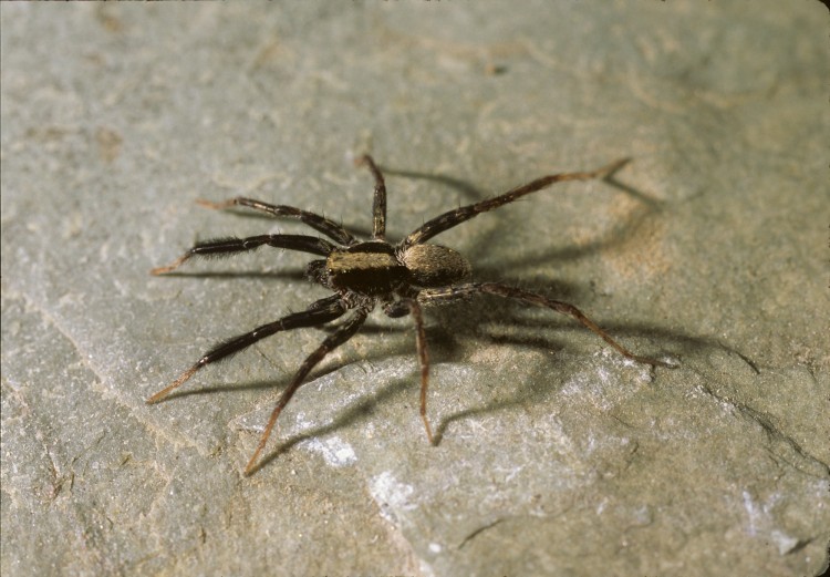 brush-legged wolf spider Schizocosa ocreata male