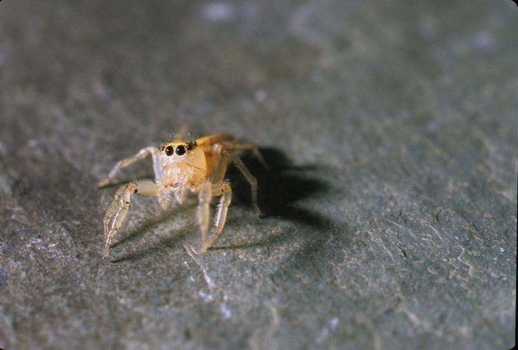 Thiodina sylvana female