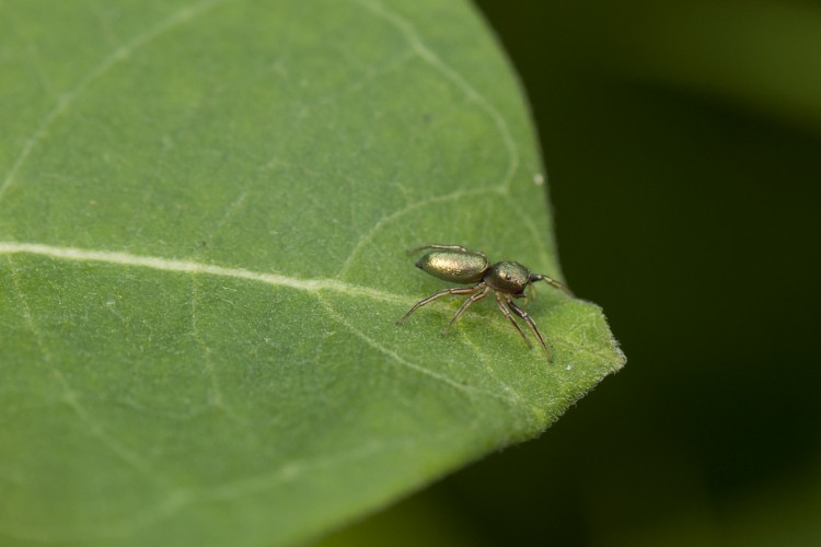 Tutelina elegans female