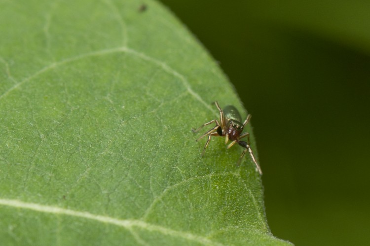 Tutelina elegans female, she can wave her legs too!