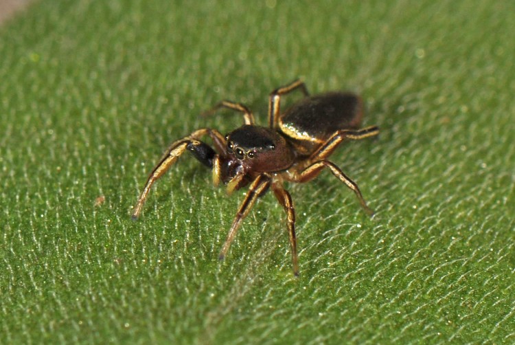 Tutelina elegans female