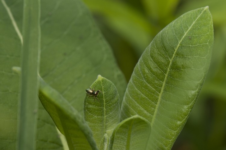 Tutelina elegans female