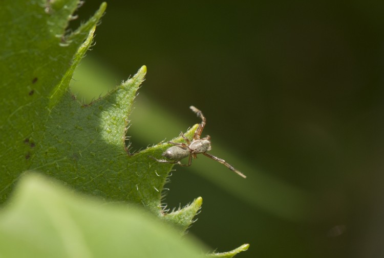 Tutelina elegans male searching for a female, waving his legs