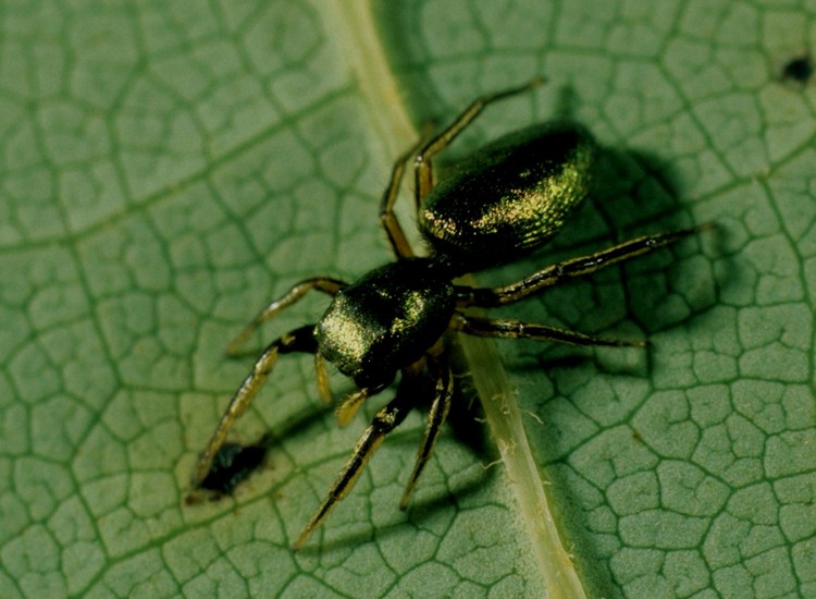 Tutelina elegans female