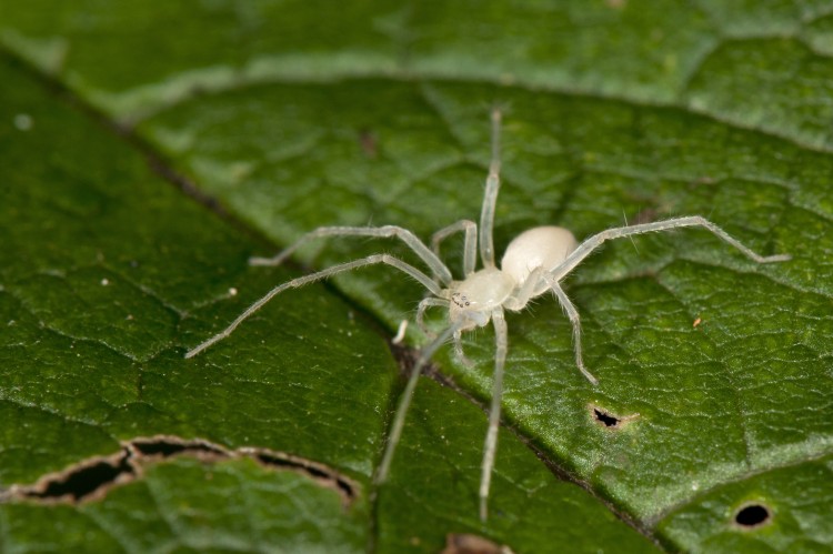 Wulfila saltabunda