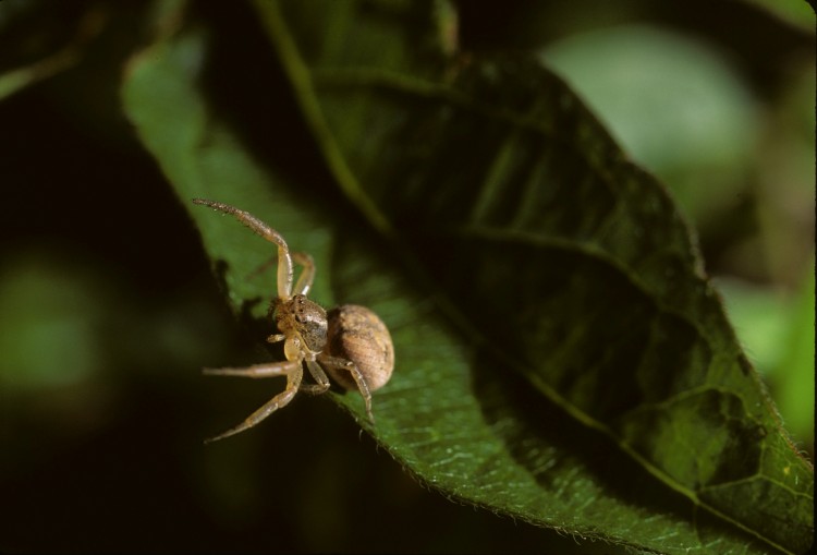 Xysticus auctifictus female