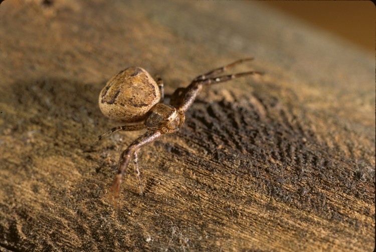 Xysticus ferox female a common brown crab spider