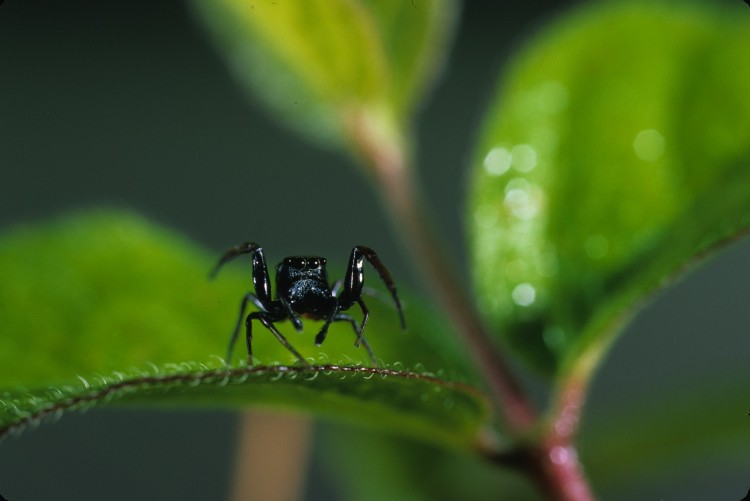 Zygoballus rufipes male