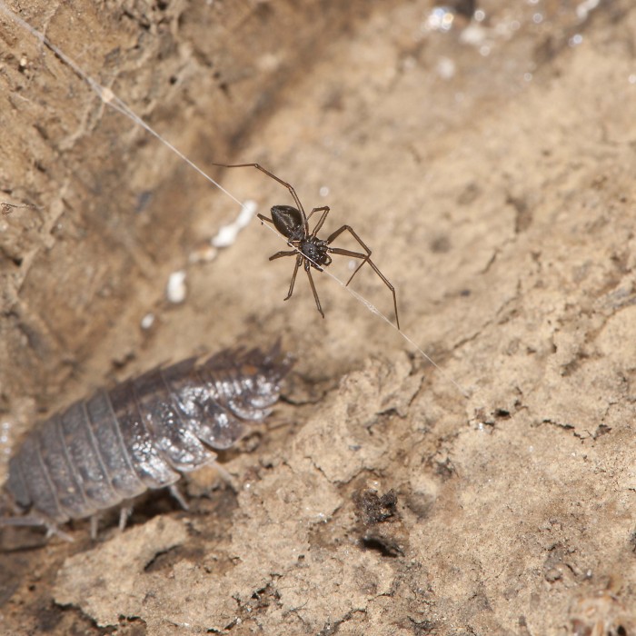 Centromerus cornupalpis female