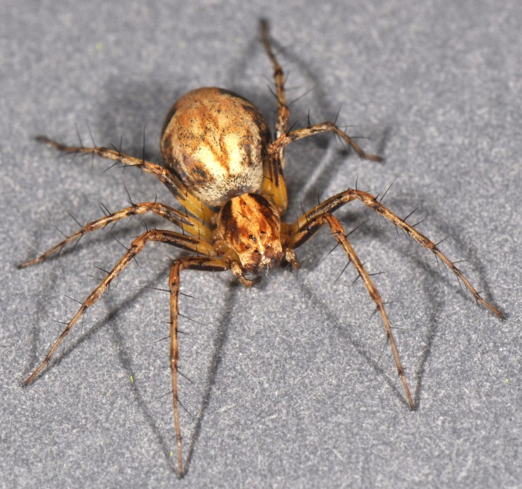 Oxyopes scalaris female