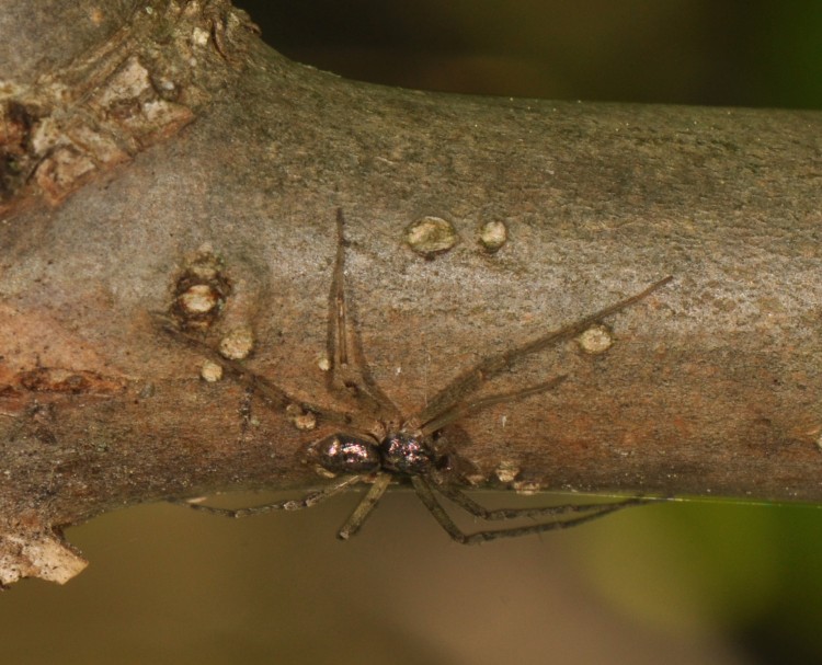 Philodromus marxii