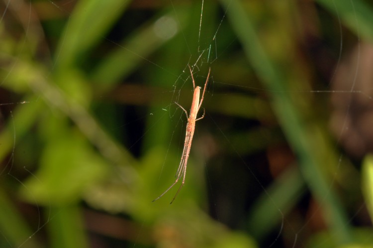 Tetragnatha sp? in web