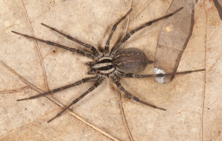 Agelenopsis naevia female