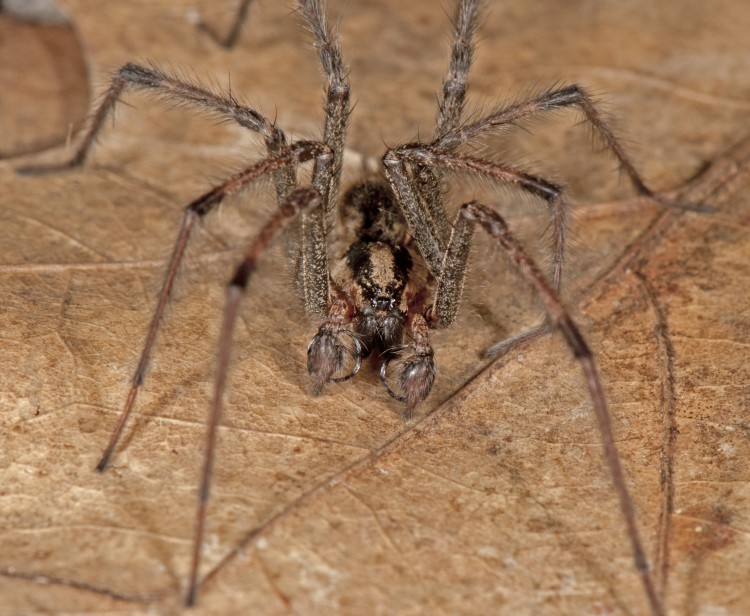 Agelenopsis naevia male