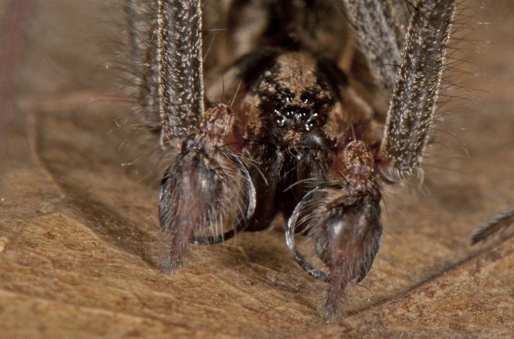 Agelenopsis naevia male close-up of face and copulatory organs