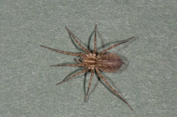 Agelenopsis utahana female