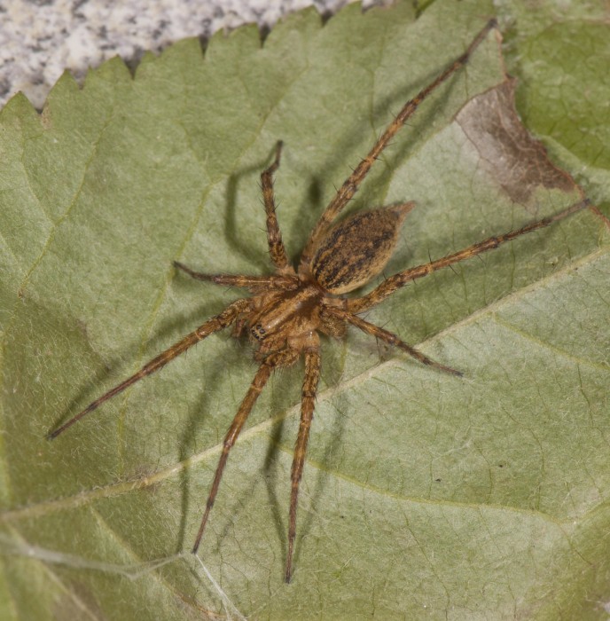 Agelenopsis utahana female