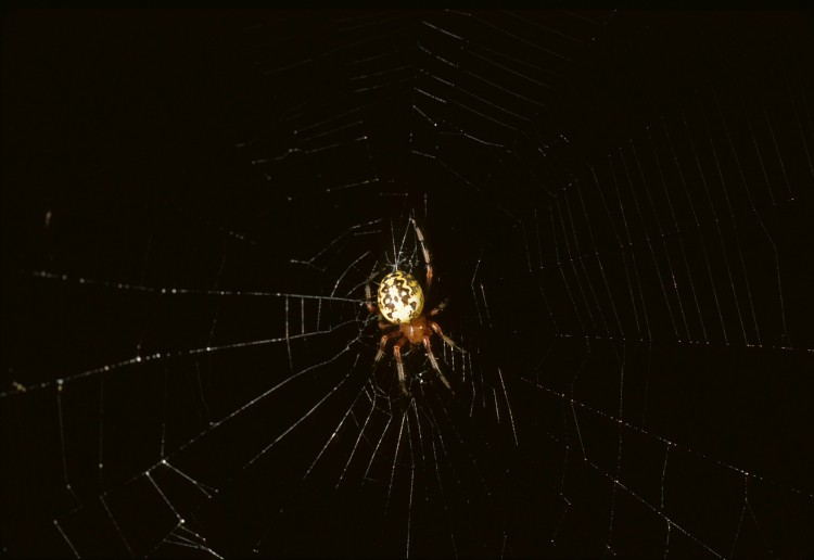 Marbled Orbweaver in her web