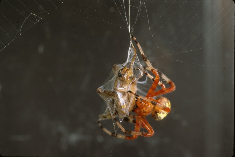 Marbled Orbweaver biting a cricket on its underside, shot in captivity