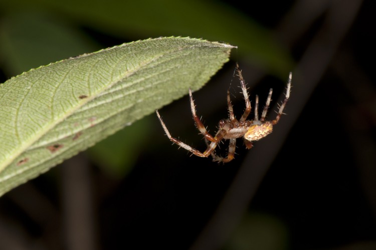 Marbled Orbweaver adult male