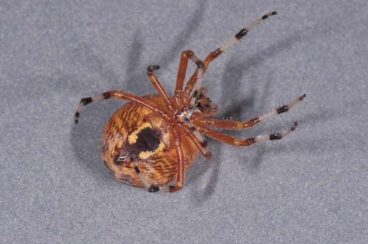 underside of Marbled Orbweaver