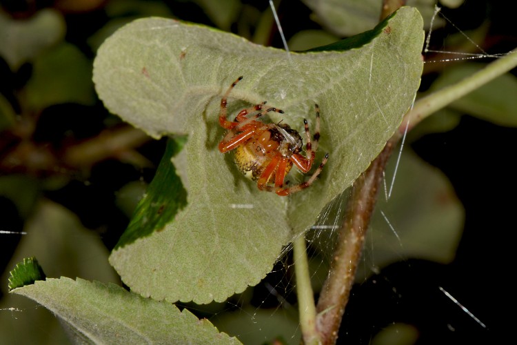 Marbled Orbweaver in her retreat