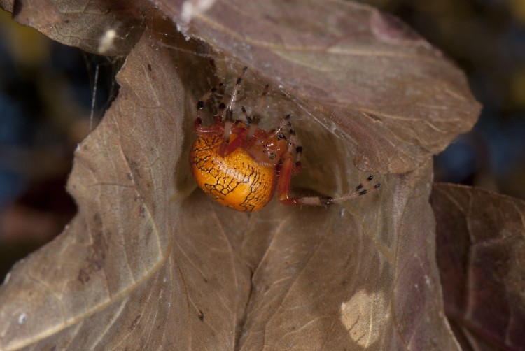 orange color form of Marbled Orbweaver in her retreat