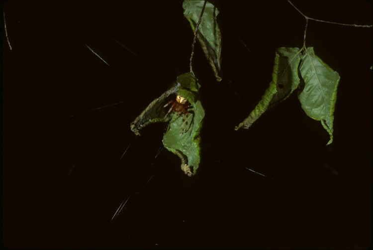 Marbled Orbweaver in her retreat