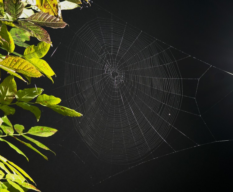 web of Marbled Orbweaver