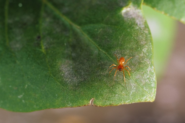 Ceratinopsidis formosa female