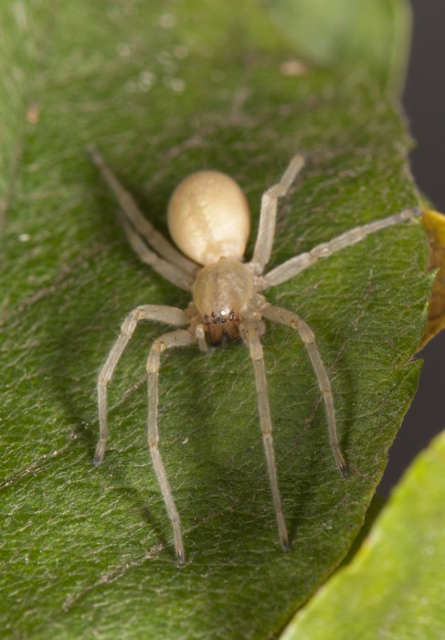 Yellow Sac Spider (Cheiracanthium mildei) female