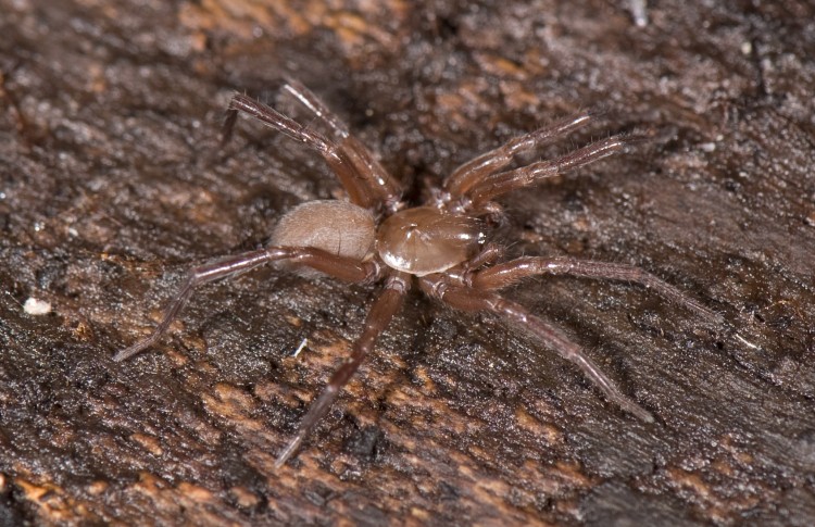 Cicurina pallida male