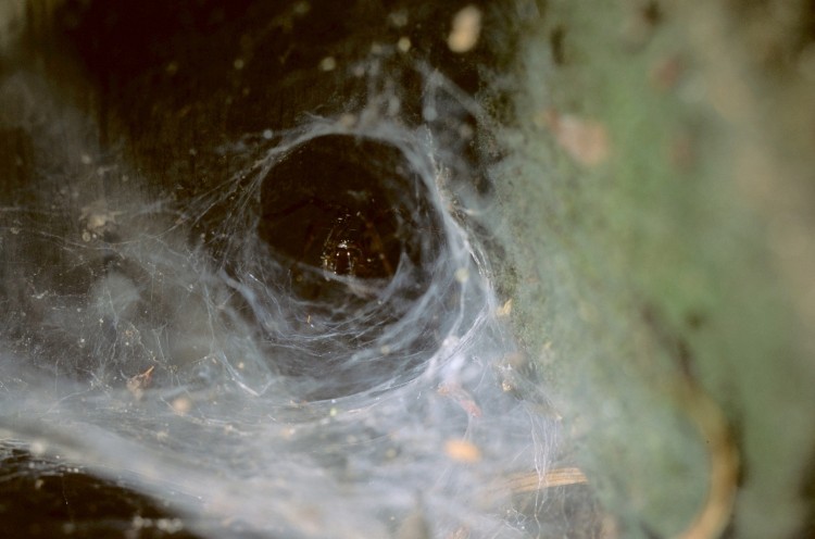 Coras juvenilis in retreat funnel