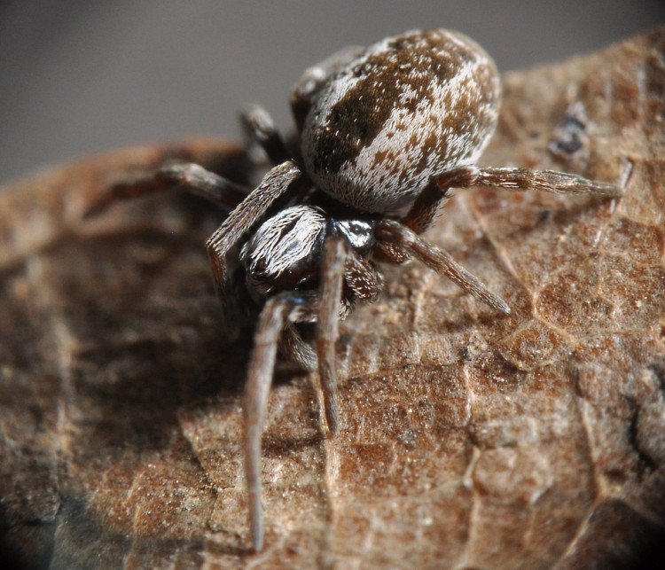 meshweaver sp? close-up