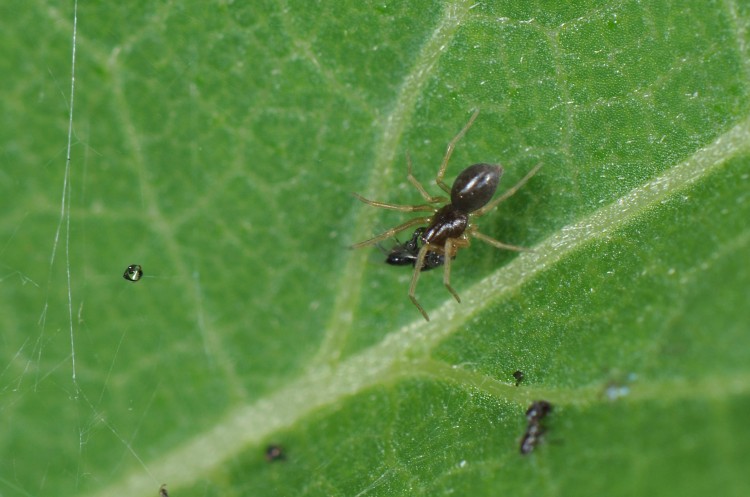 Dictyna foliacea male eating prey