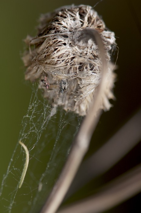 meshweaver in her web on a dead seedhead of a plant