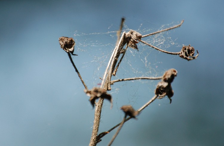 web of a mesh weaver on the tip of a dead plant, spider near center