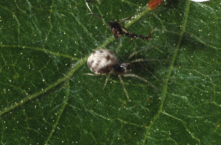 Emblyna cruciata female