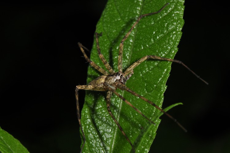 fishing spider (Dolomedes stratus) adult male