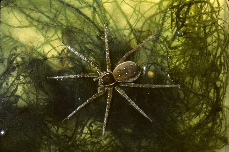 fishing spider (Dolomedes triton) female