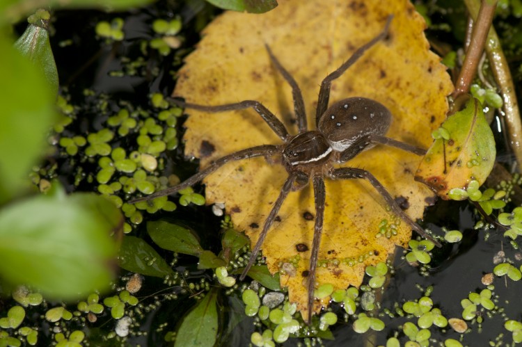 fishing spider (Dolomedes triton) female