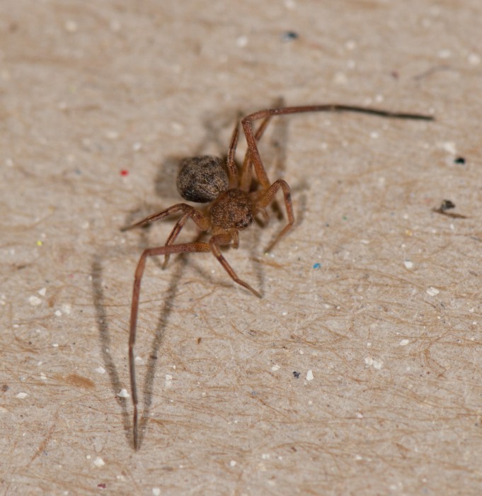 Ebo latithorax female