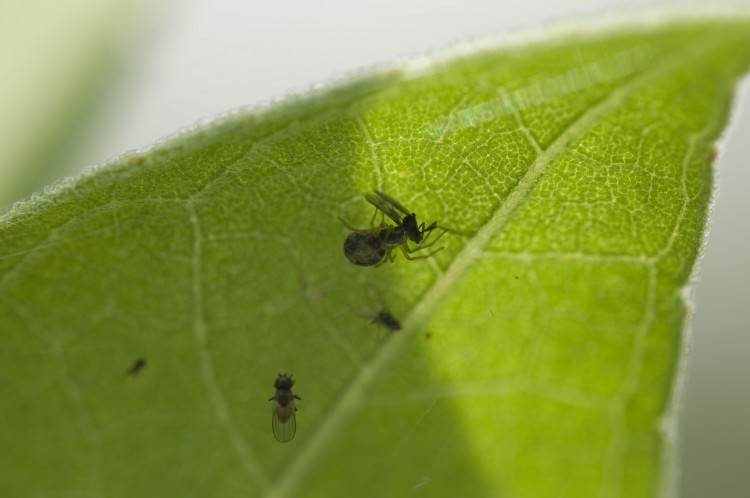 Emblyna sublata female