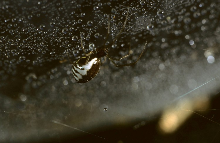 bowl-and-doily spider (Frontinella communis) female in her web